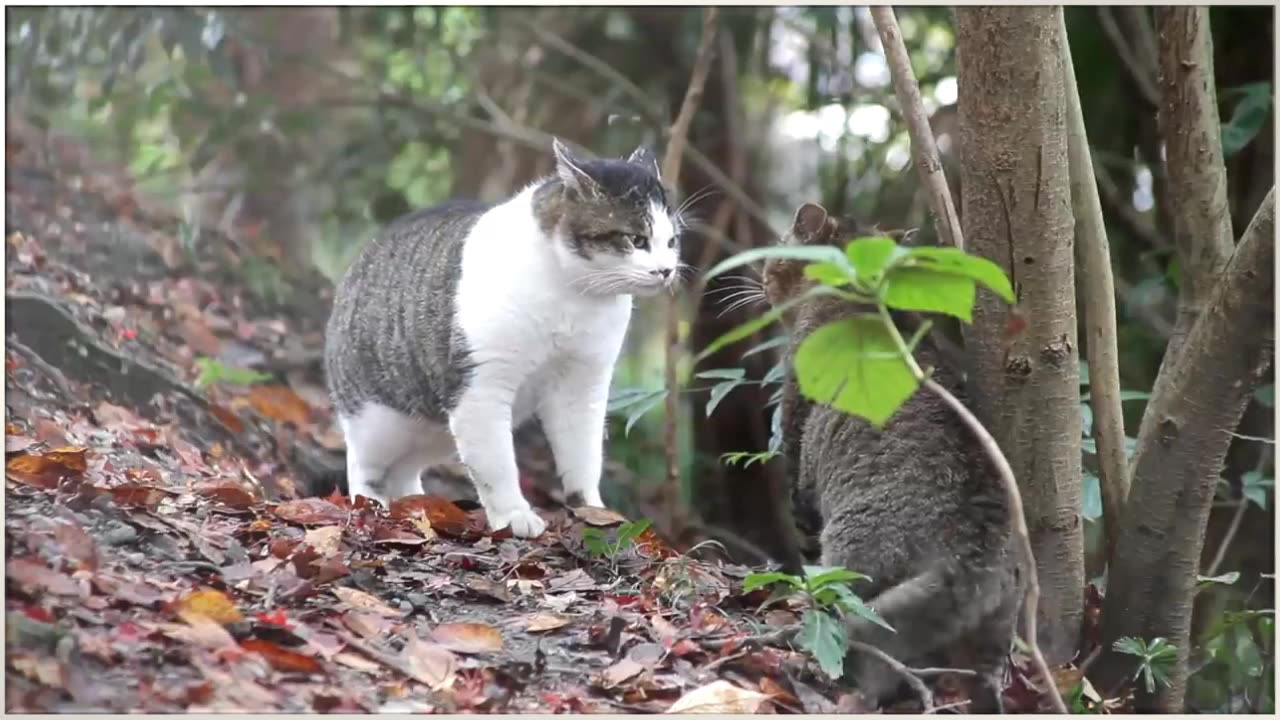 Amazing Cat Fighting