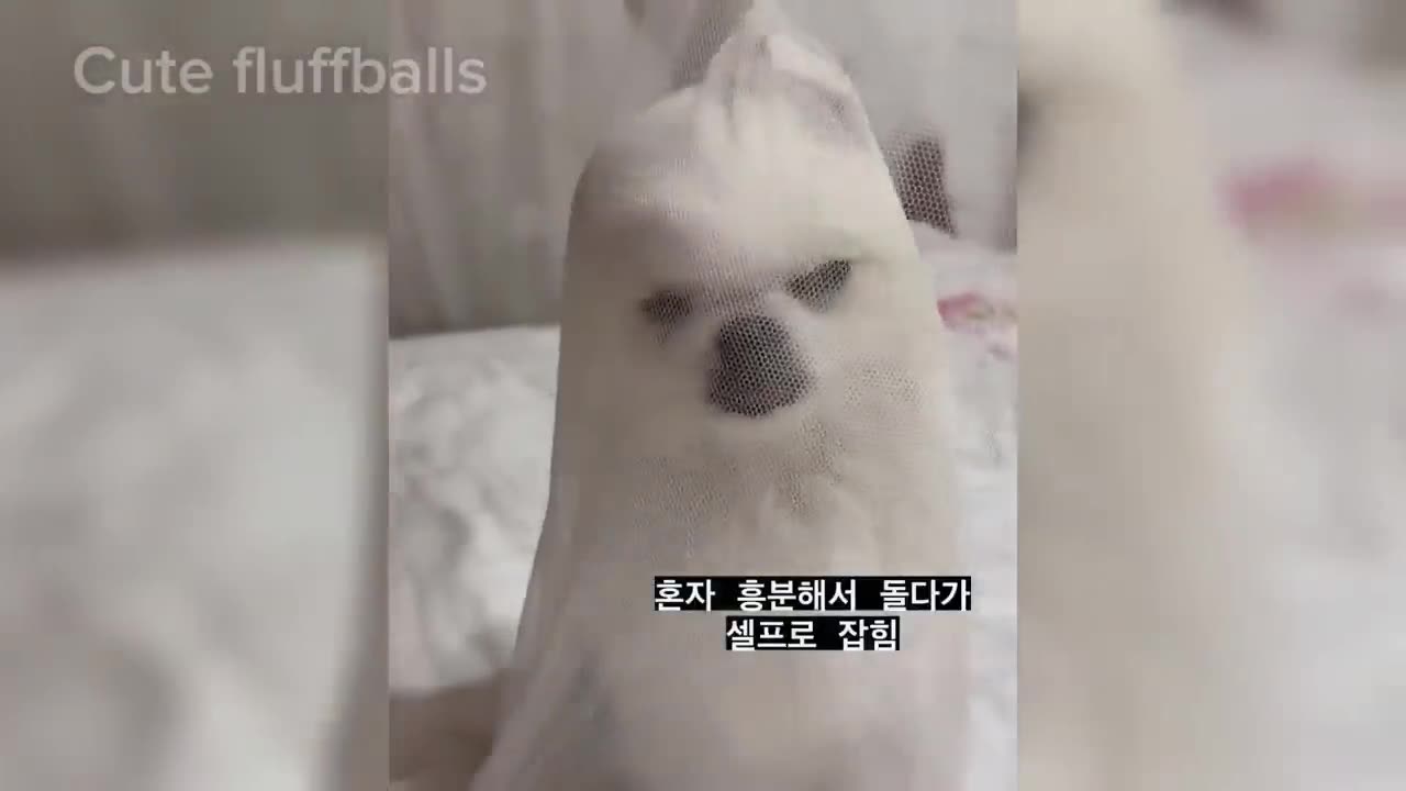 New Funniest Animals 😅 Funny Dogs And Cats Videos 2023