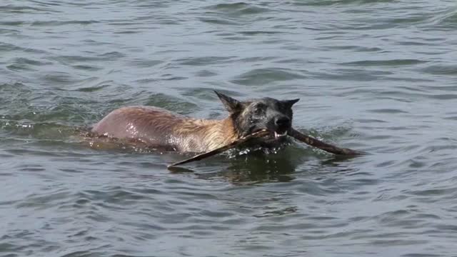 Belgian Shepherd Malinois