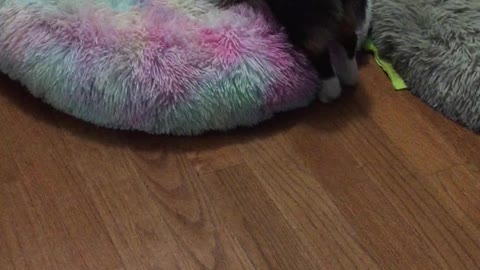 To play fight or not to play fight