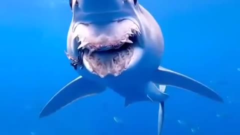 This is a beautiful and charming water-dwelling species