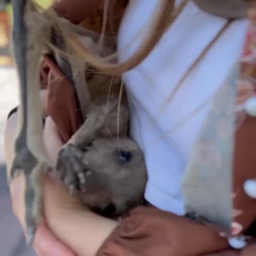 Kangaroo Uses T-Shirt As A Pouch🦘