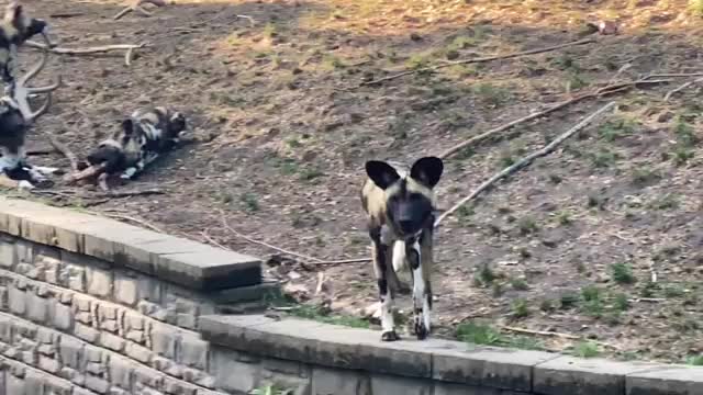 Strange Lycaon (African Wild Dog-Painted Wolf) Sounds!_Cut.mp4