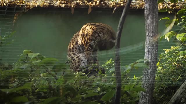 A tiger walking inside a cage|Animal Aid Bangladesh