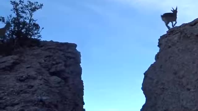 Goats jumping sheer mountain drop in viral video| crazy animal video