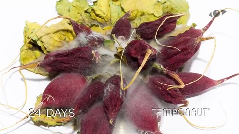 Radish Timelapse