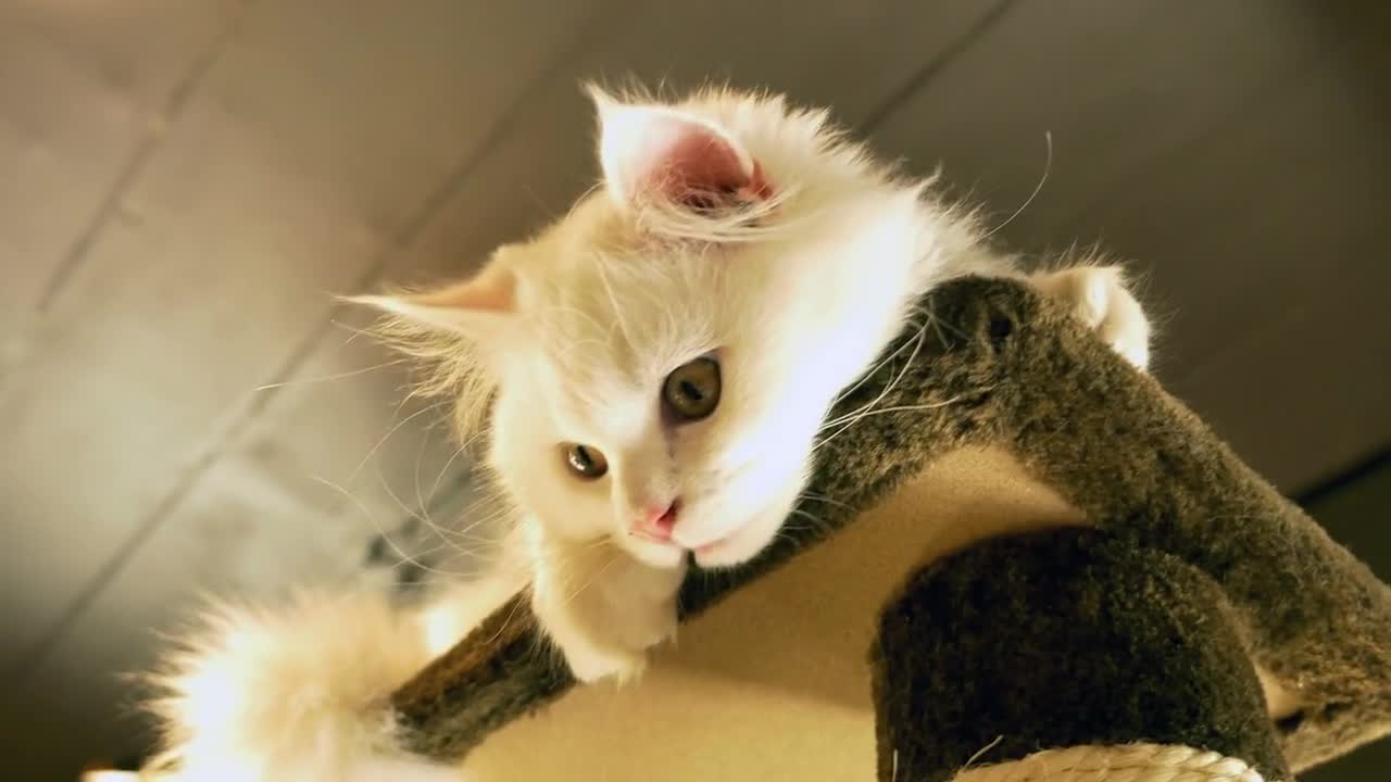 White kitten playing on the scratching tower