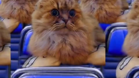 Funny animals prank videos funny animals