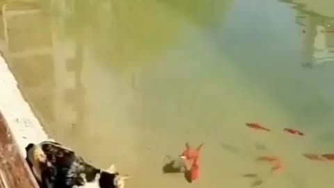 This is a beautiful and charming water-dwelling species