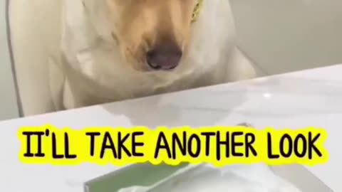 New Funny Videos 2023 😍 Cutest Cats and Dogs 🐶 😺 Part 2