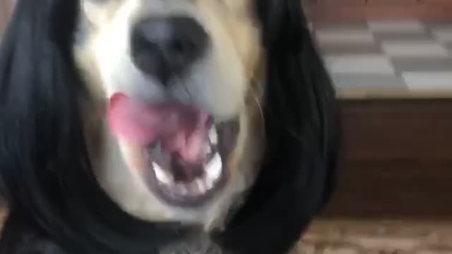 Dog's Adorable Hairdo