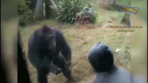 Funny animals , funny dogs, funny cats laughing moment