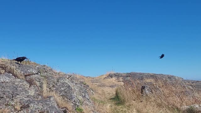 Crows and Wind