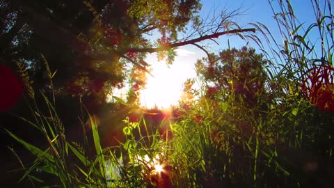 Sunlight In the Forest