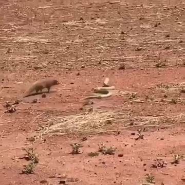 Another confrontation between mongoose and cobra.