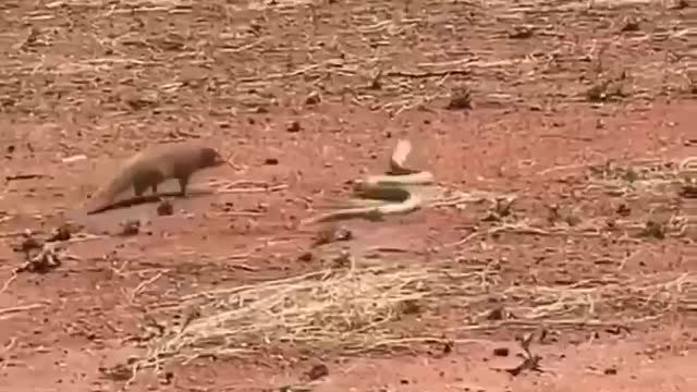 Another confrontation between mongoose and cobra.