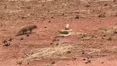 Another confrontation between mongoose and cobra.