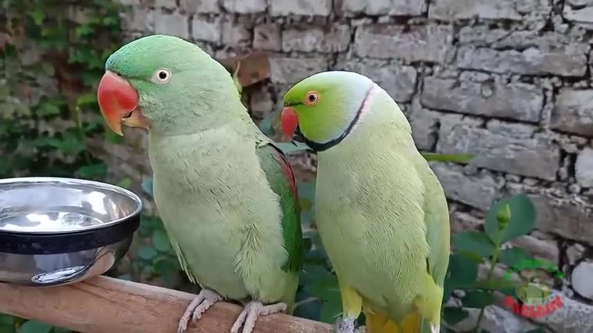 talking video of Indian ringneck parrot 🦜# intresting video