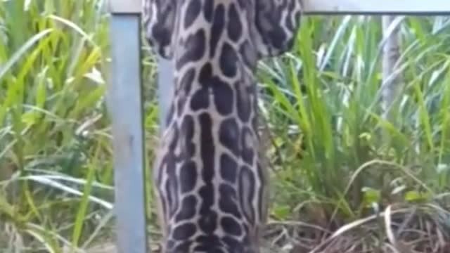 The result of challenging a leopard is to be eaten