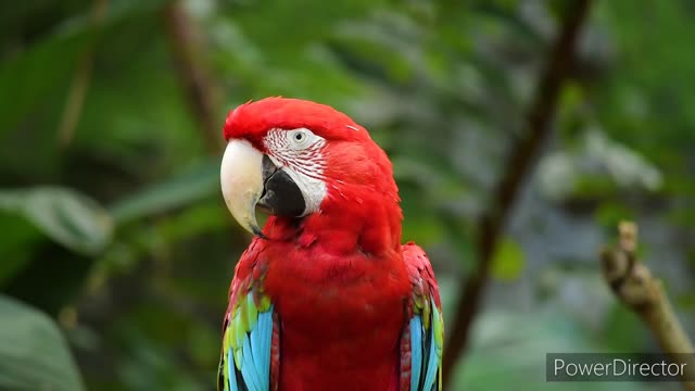 |Cute Parrots||Colourfull Lovely Parrots