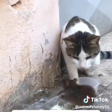 Funny animals compilation #3 cat and mouse