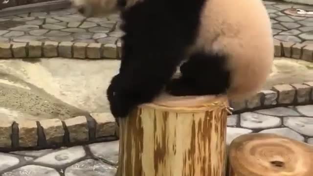 Cutest panda in the world wants to climb the wood