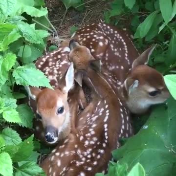 A cozy pile of fawns
