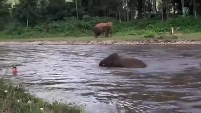 watch this elephant trying to save a mans life