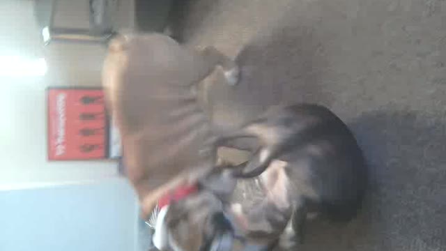 Lexi and Winston the dog fight