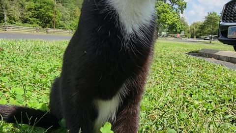 Starving, pregnant and homeless kitten rescued