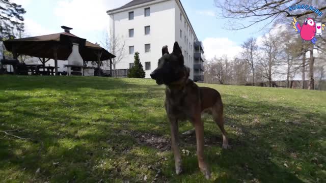 U.S. Army Explosives Detection Military First Hand Working Dogs Training