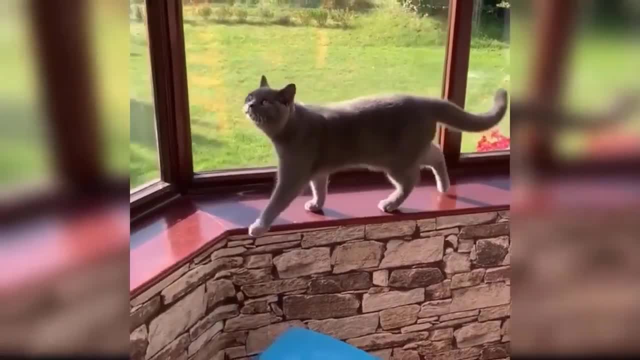 Who said that cat also does not miss the step.