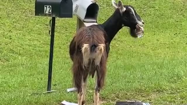 Goat Munches on Mail