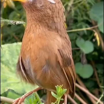 Birds with nature happiness and singing.
