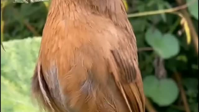 Birds with nature happiness and singing.