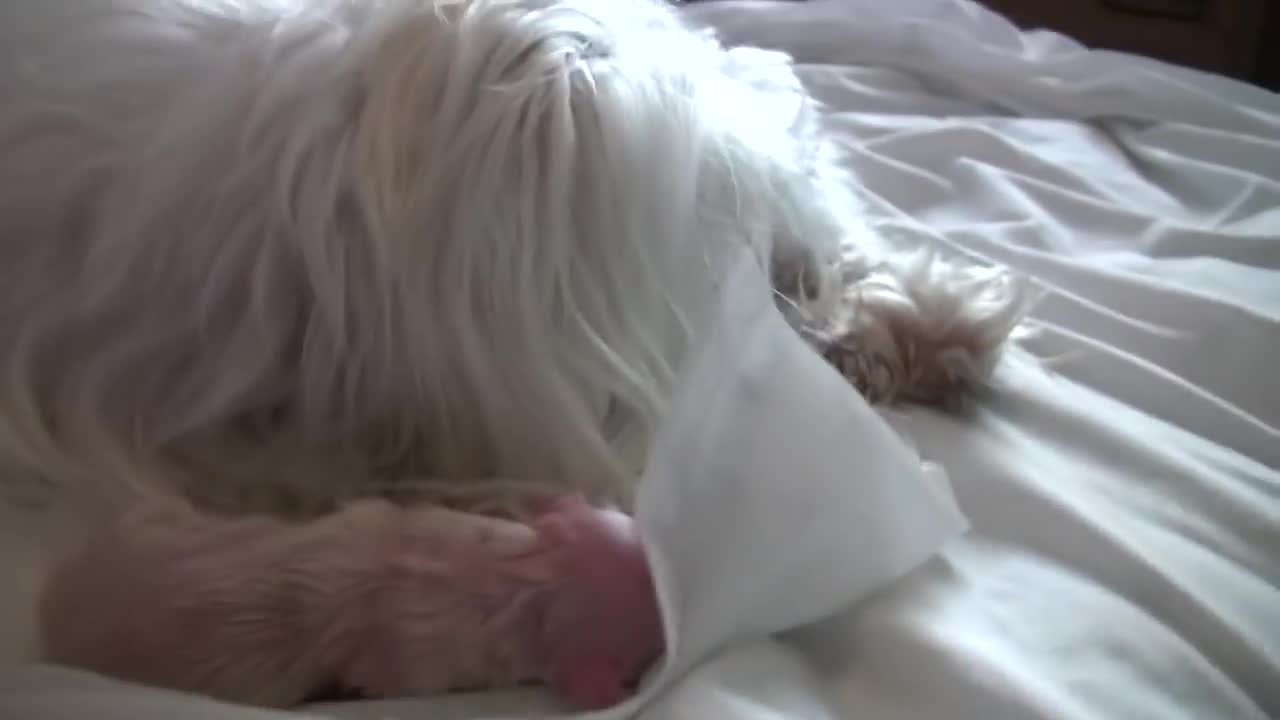 Puppy Born Feet First! (Breech Birth)