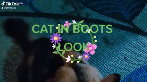 CAT IN BOOTS LOOK