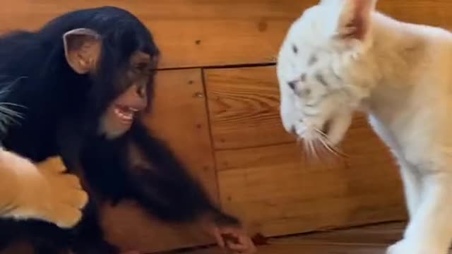Sweet and beautiful friendship between a baby tiger monkey and a lion