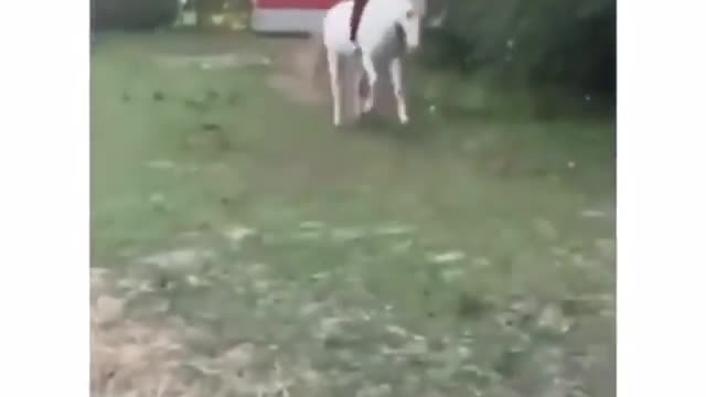 Girl Fall from Horse into Water Tub