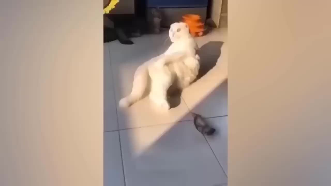 Funny Animal Videos