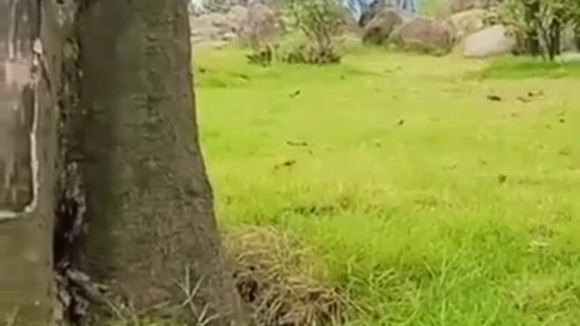 Cute Cats #Shorts Funny video #shorts