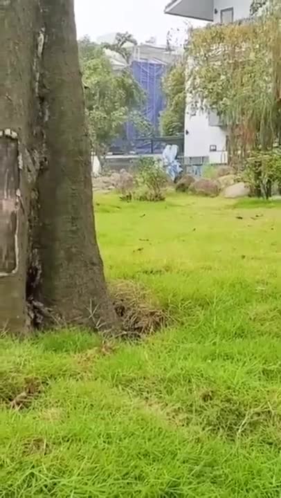 Cute Cats #Shorts Funny video #shorts