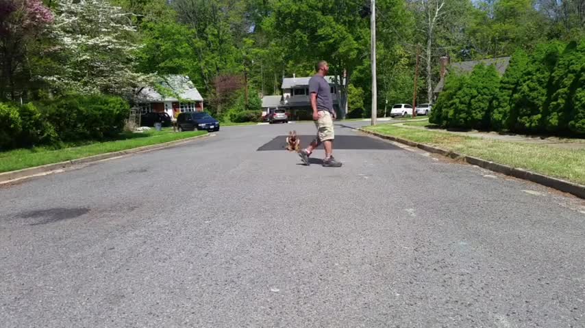 How to effectively train your dog to become aggressive