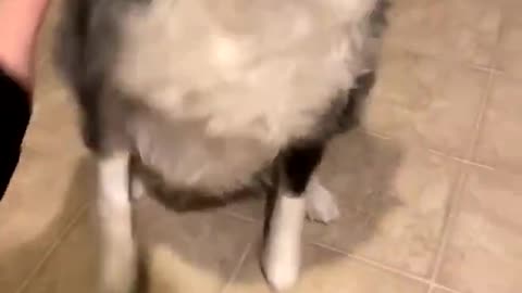 where you act like you’re going to pet your dog, then pause