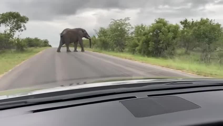 Elephant attack- Kruger National Park ( Phalaps)