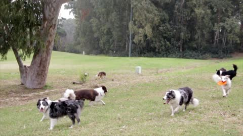 A group of lovely and wonderful dogs