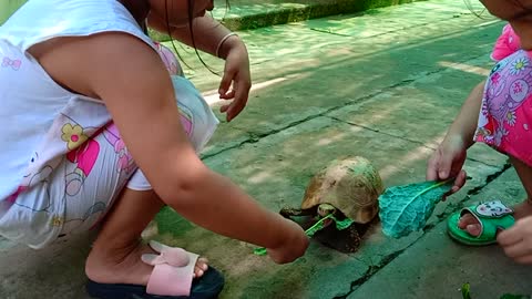 Baby with turtle