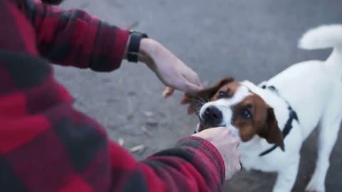 Man playing with dog Jack Russel terrier in motion with a stick in his mouth