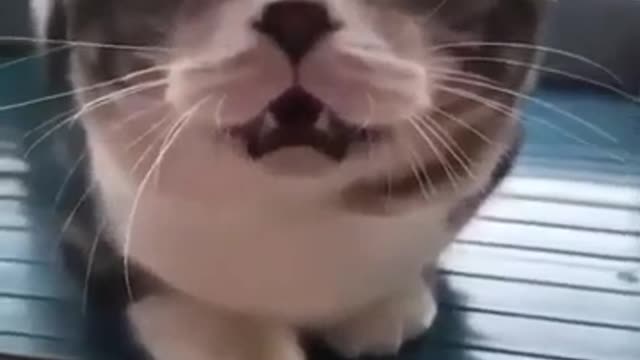 Funny cat copied voice 🤣 || Rumble