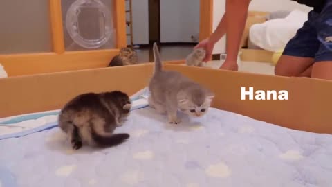 The kitten approaching the daddy #cat #cute #kitten #pets #meow #videos #shorts #dog.